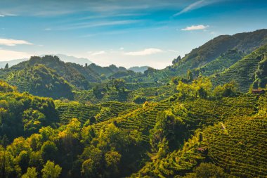Prosecco Hills Hogback, sarp üzüm bağları olan vahşi bir yer. Unesco Dünya Mirası Alanı. Farra di Soligo. Veneto bölgesi, İtalya, Avrupa.