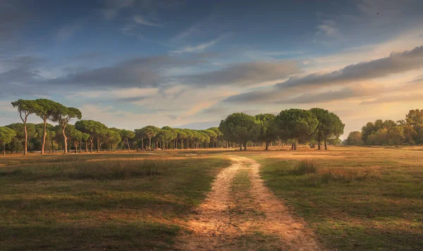 Park San Rossore Und Migliariino Fußweg Und Pinien Pisa Toskana — Stockfoto