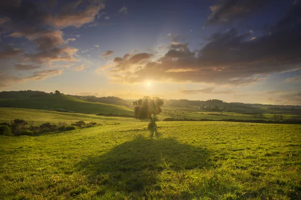 Olive Tree Sunset Maremma Countryside Landscape Rolling Hills Green Fields — Stock Photo, Image