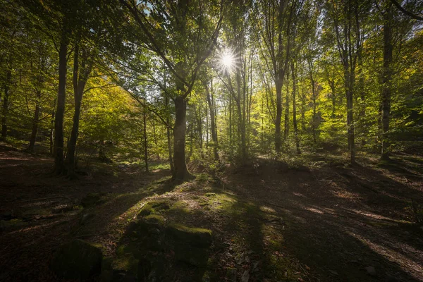 Acquerino Nature Reserve Forest Trees Sun Autumn Season Apennines Tuscany — стокове фото