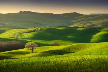 Springtime in Tuscany, rolling hills, wheat and tree at sunset. Pienza, Italy Europe.