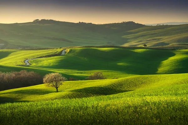 Springtime Tuscany Rolling Hills Wheat Tree Sunset Pienza Italy Europe — Stock Fotó