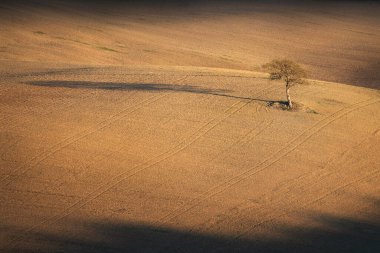 Lonely tree and its long shadow in a plowed field in the Tuscan countryside at sunset. Italy