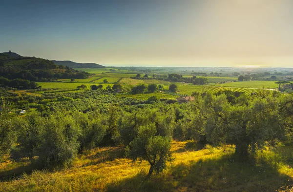 Castagneto Carducci panoramik manzara, zeytin ağaçları ve Bolgheri üzüm bağları. Alta Maremma, Toskana bölgesi, İtalya
