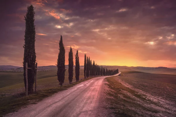 Cypress Tree Lined Road Countryside Tuscany Sunset Ville Corsano Siena — Stock Photo, Image