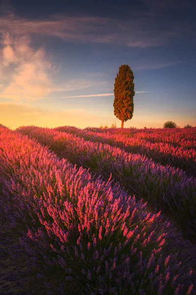 Lavendelfelder Und Zypressen Bei Sonnenuntergang Orciano Pisano Toskana Pisa Italien — Stockfoto