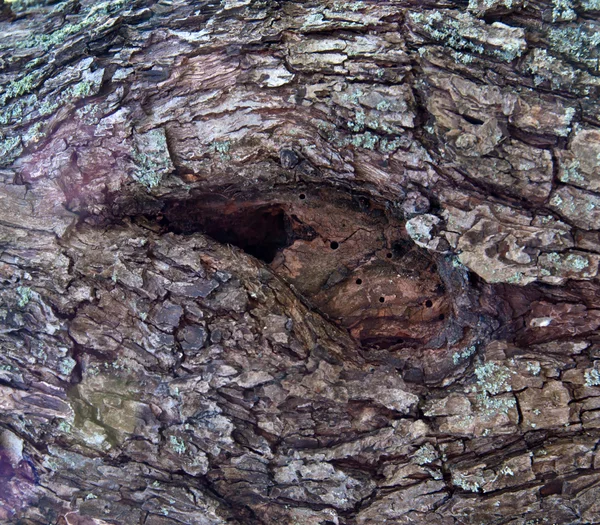 Fundo de uma árvore velha — Fotografia de Stock