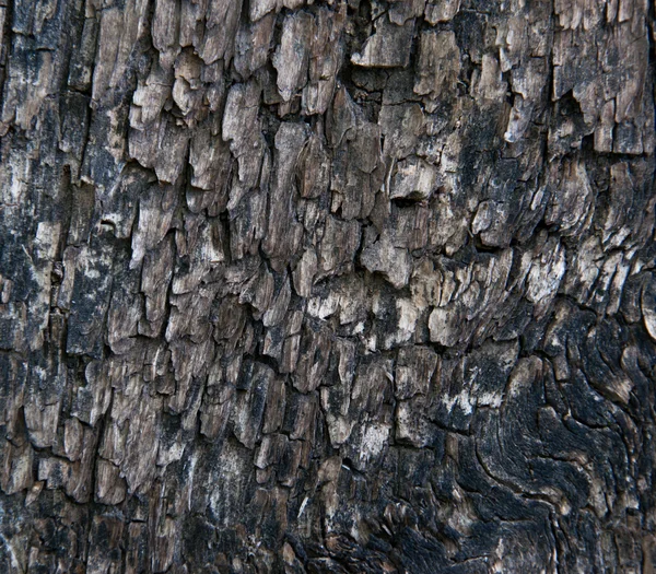 Egy öreg fa háttér — Stock Fotó