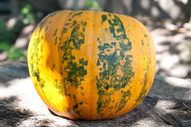 Ahşap zemin üzerinde balkabağı