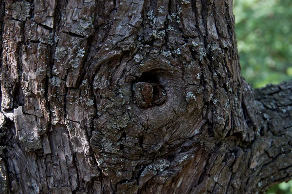 오래 된 나무의 배경 — 스톡 사진