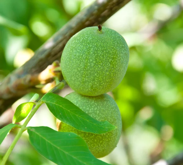 Zelený ořech — Stock fotografie