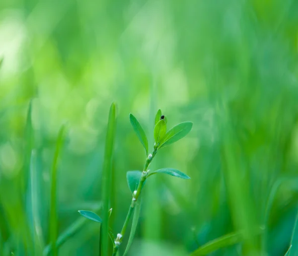 Fondo de hierba verde —  Fotos de Stock