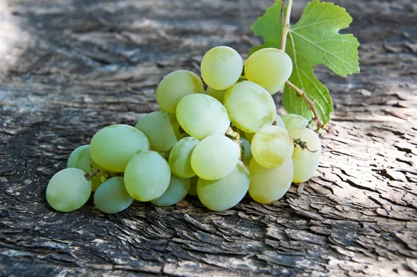 Grapes — Stock Photo, Image