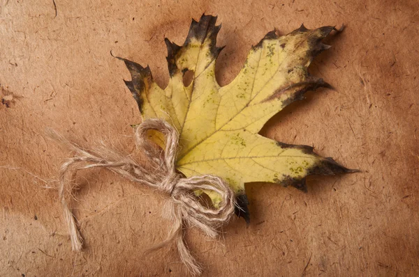 오래 된 종이의 배경에 노란 단풍 잎 — 스톡 사진