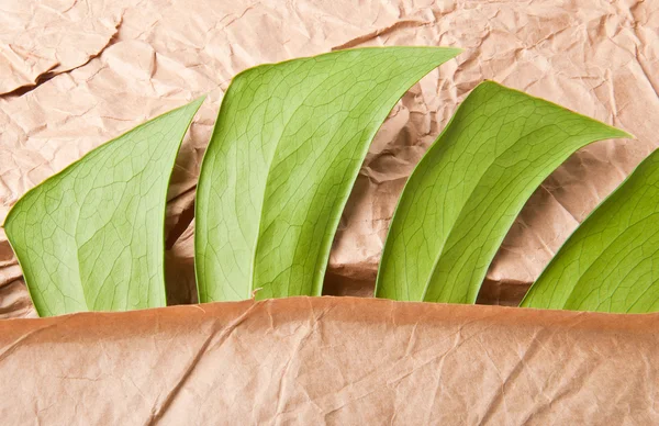 Green leaf of Monstera plant — Stock Photo, Image