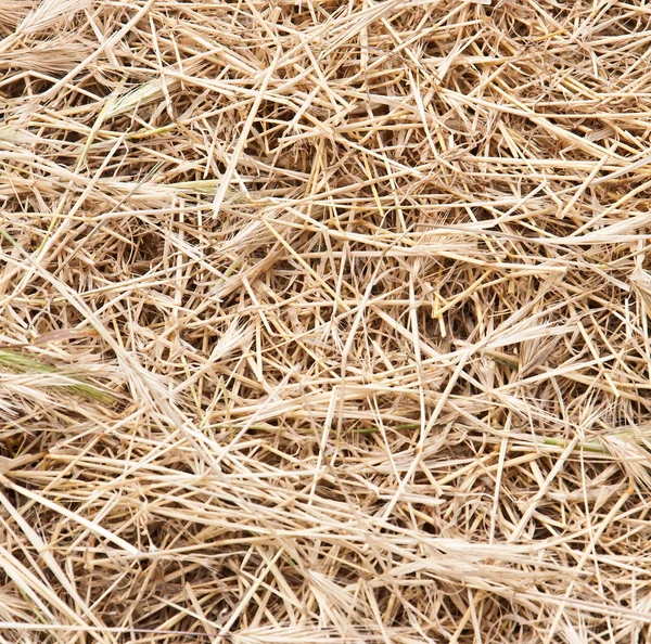 Abstrakter Hintergrund von trockenem Gras — Stockfoto