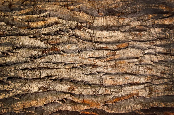 오래 된 참나무의 껍질 — 스톡 사진