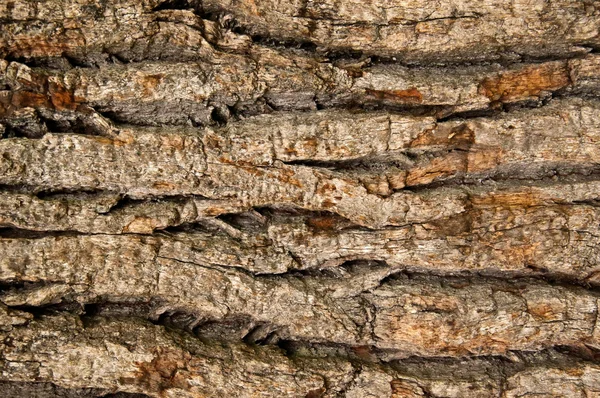 Schors van een oude eik — Stockfoto