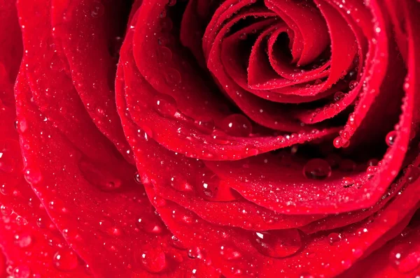 Rote Rose — Stockfoto