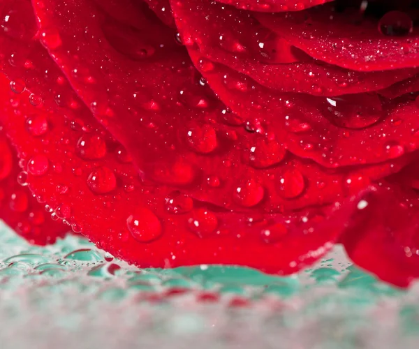 Red flower petals — Stock Photo, Image