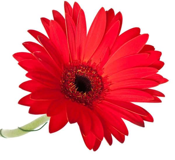 Flor de Gerbera sobre um fundo branco — Fotografia de Stock