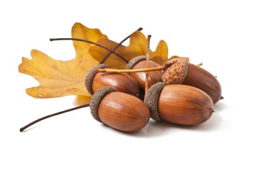 Beyaz arkaplanda palamutlar.