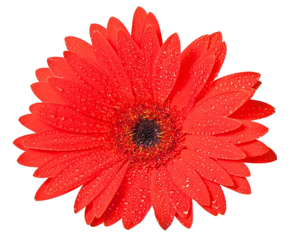 Flor de gerbera — Fotografia de Stock