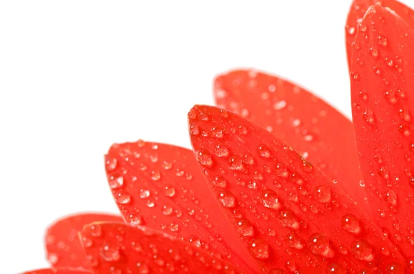 Gerbera květina — Stock fotografie