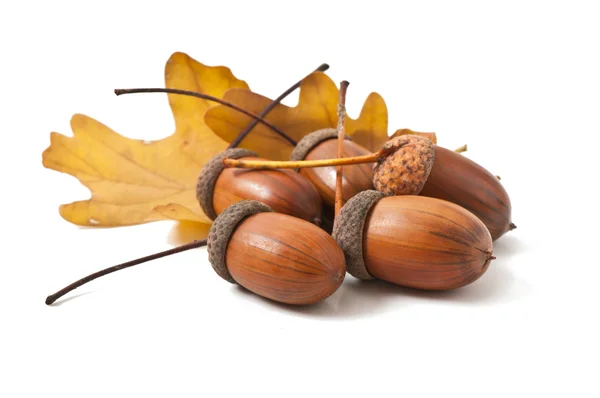 Acorns op een witte achtergrond. — Stockfoto