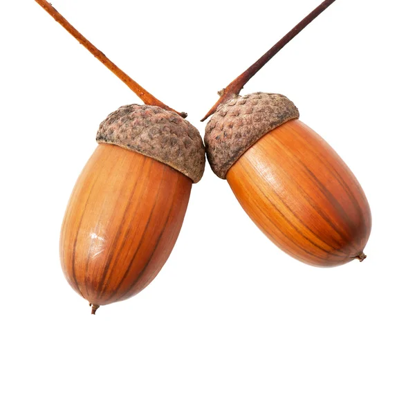 Acorns on a white background. — Stock Photo, Image