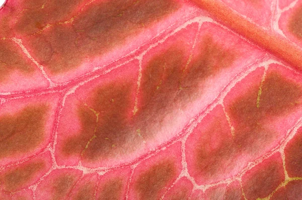 พื้นหลังของ croton ใบ — ภาพถ่ายสต็อก