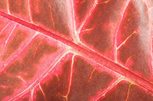 Background of leaf croton — Stock Photo, Image