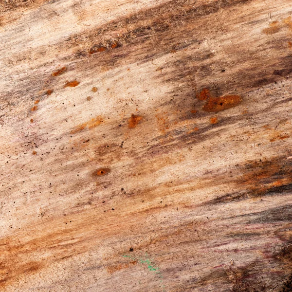 古木の背景 — ストック写真