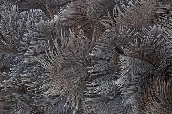 Υπόβαθρο της στρουθοκαμήλου φτερά Εικόνα Αρχείου