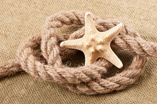 Starfish — Stock Photo, Image