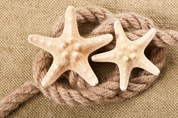 Starfish — Stock Photo, Image