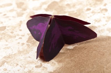 eski kağıt arka planda bir bitkinin yaprak