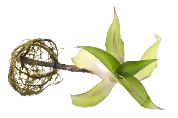 Callisia fragrans — Stock Photo, Image