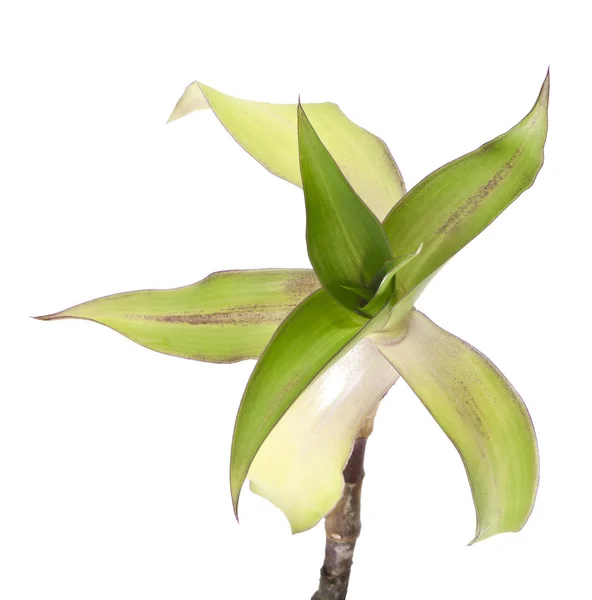 Callisia fragrans — Zdjęcie stockowe
