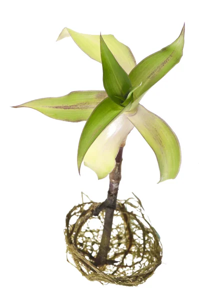 Callisia fragrans — Stock Photo, Image