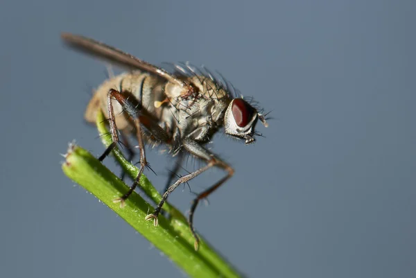 Common house fly — Stock Photo, Image