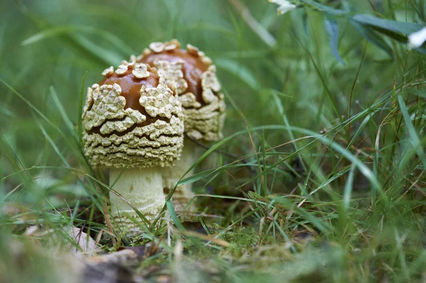 Fly agaric (Amanita muscaria) — Stock Photo, Image