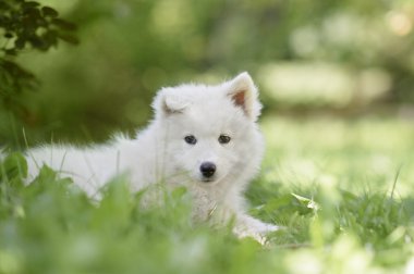 Samoyed köpek yavrusu