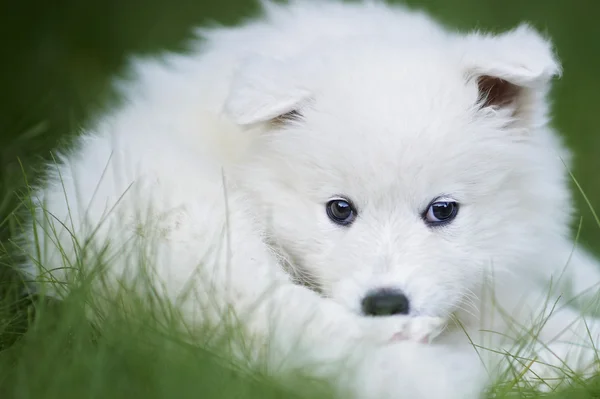 Самоедовый щенок — стоковое фото
