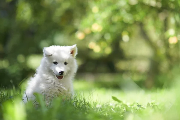 Samoyed собаки цуценя 스톡 이미지