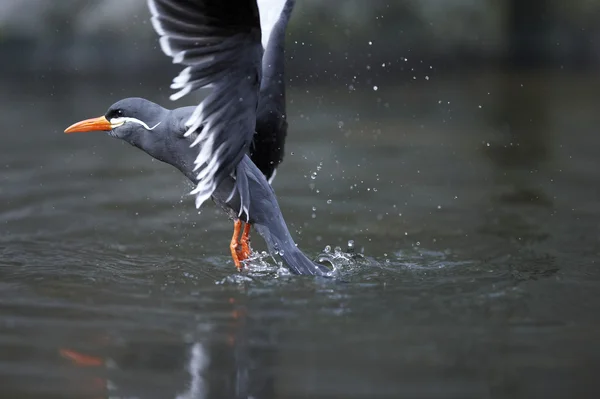 Diving and splashing colorful inca tern — Stock Photo, Image