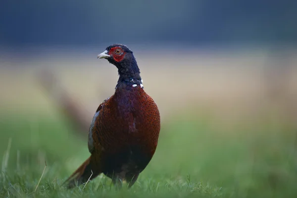 Male pheasant released for hunting — Stock Photo, Image