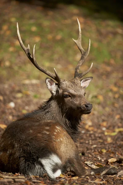 Bir sika geyiği geyik (cervus nippon) — Stok fotoğraf