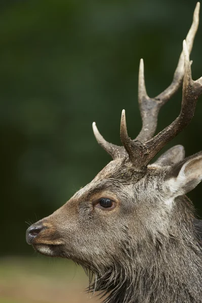 Close up Portrait of a sika deer stag (cervus nippon) — Stock Photo, Image