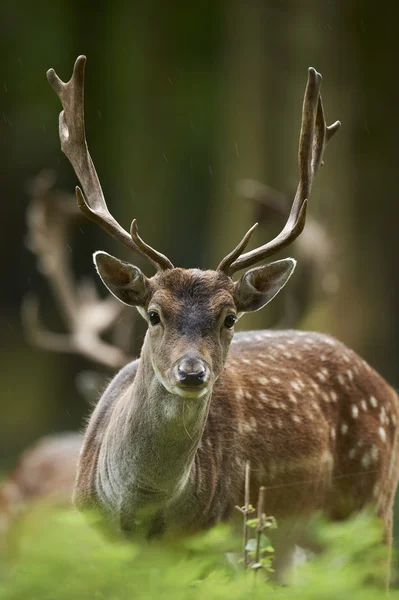 Head shot of a fallow deer stag (dama dama) — Stock Photo, Image